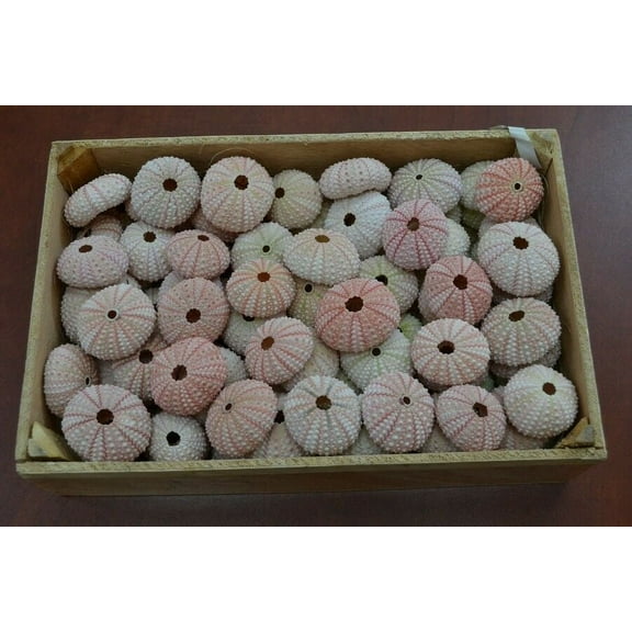 100 Pcs Bulk Pink Sea Urchins Seashell Beach Wedding Nautical