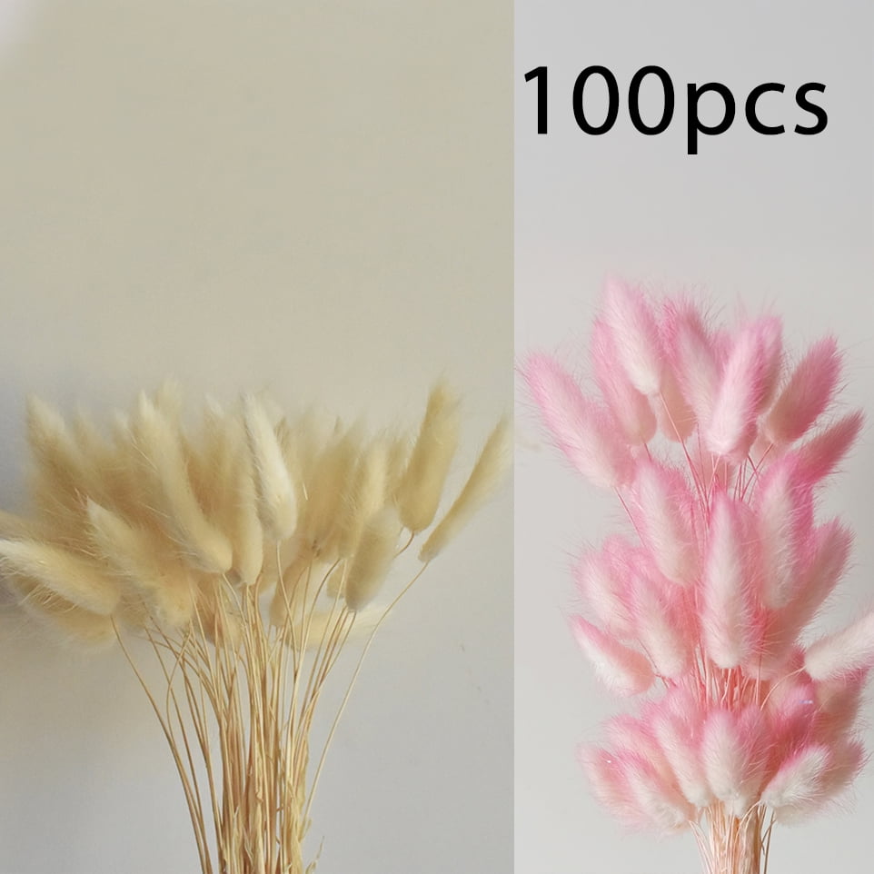 100 Pcs Dried Rabbit Tail Grass Dried Grasses Natural Dry Grass Dried ...
