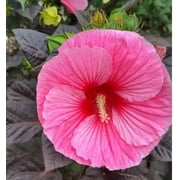 100+ Pcs Mixed Hibiscus Seeds Giant Flowers Perennial Flower