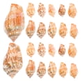 thumbnail image 1 of 100 Pcs Natural Conch and Shell Decor for Landscape Craft Desktop Accessories Vase Coral Reef Home Scallop Sea Shells, 1 of 6