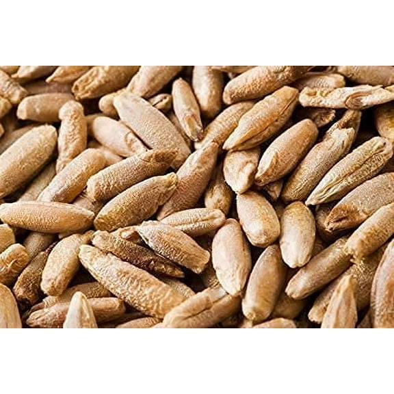 100 Pcs Rye Seeds - Non-GMO and Grown Organically - Great for Cover Crops, Food Plots, Erosion Control