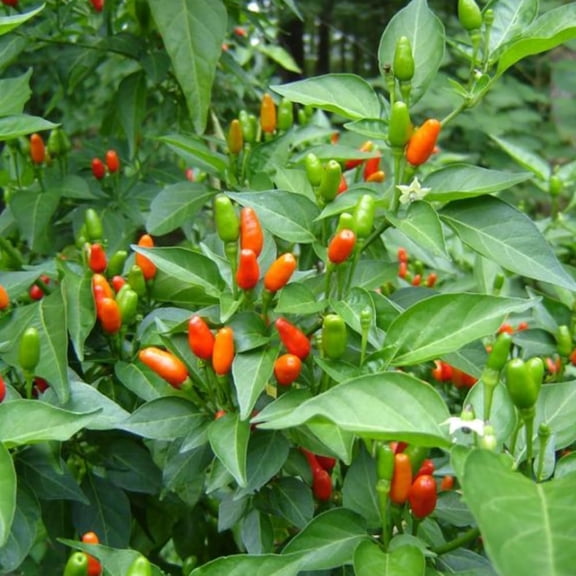 100 Pequin Pepper Seeds, Heirloom Hot Chili Seeds, Pequin Peppers for Garden, Pots Growing