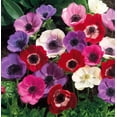 100+Perennial Anemone Flower Seeds MMF7 for Planting NonGMO Jerusalem
