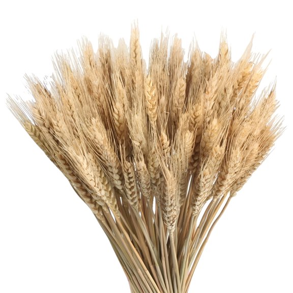 100 Pieces Natural Dried Wheat Stalks Golden Wheat Sheaves Stems Fall Harvest Wheat Bouquet Bunch for DIY Flower Arrangements Thanksgiving Home Wedding Table Decor 40cm