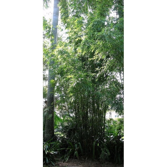 25 Gracilis Bamboo Seeds  Slender Ornamental Bamboo for Privacy Screens, Shade & Elegant Landscaping  Outdoor Garden & Containers