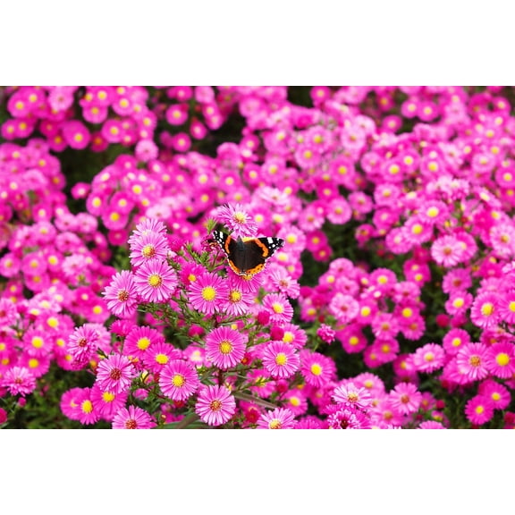 100 Pink NEW ENGLAND ASTER Aster Novae var Angliae Flower Seeds