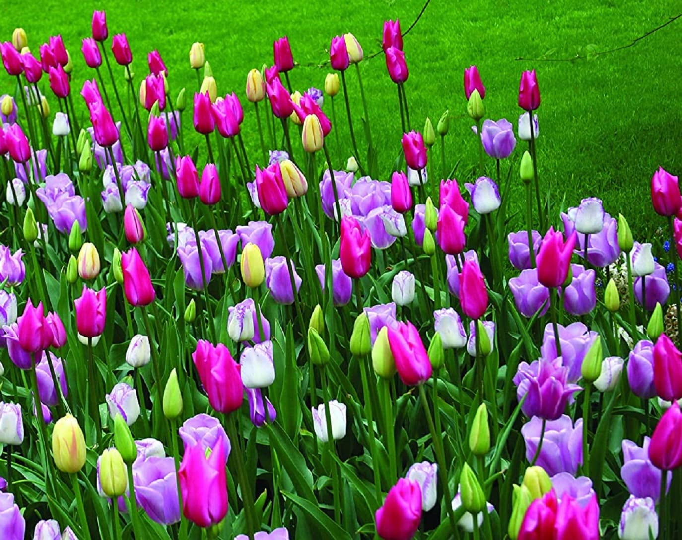 100 Pre Chilled Tulip Bulbs for Forcing Grow Indoors in Just Water