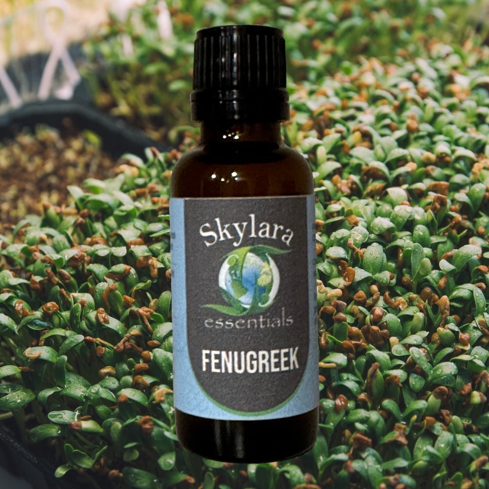 100 Pure Organic Fenugreek Essential Oil