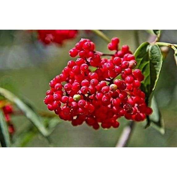 100 RED Elderberry Sambucus Racemosa Mountain Elder Tree Shrub Fruit Berry Seeds