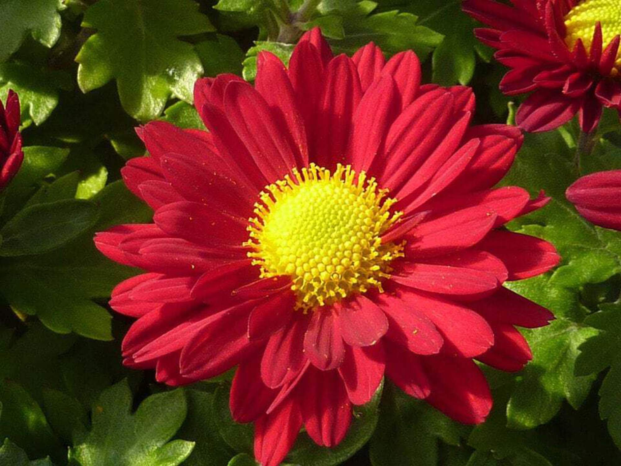 100 RED ROBINSONS DAISY Painted Chrysanthemum Coccineum Pyrethrum