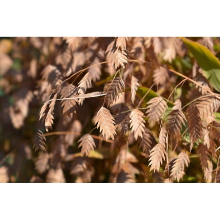 100 RIVER OATS (Northern Sea Oats / Inland Oats) Ornamental Uniola Latifolia Grass Seeds