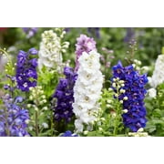 100 ROCKET LARKSPUR DELPHINIUM Consolida Giant Imperial Mixed Colors Flower Seeds