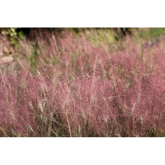 100 RUBY SILK LOVEGRASS Ornamental Love Grass Eragrostis Tef Seeds