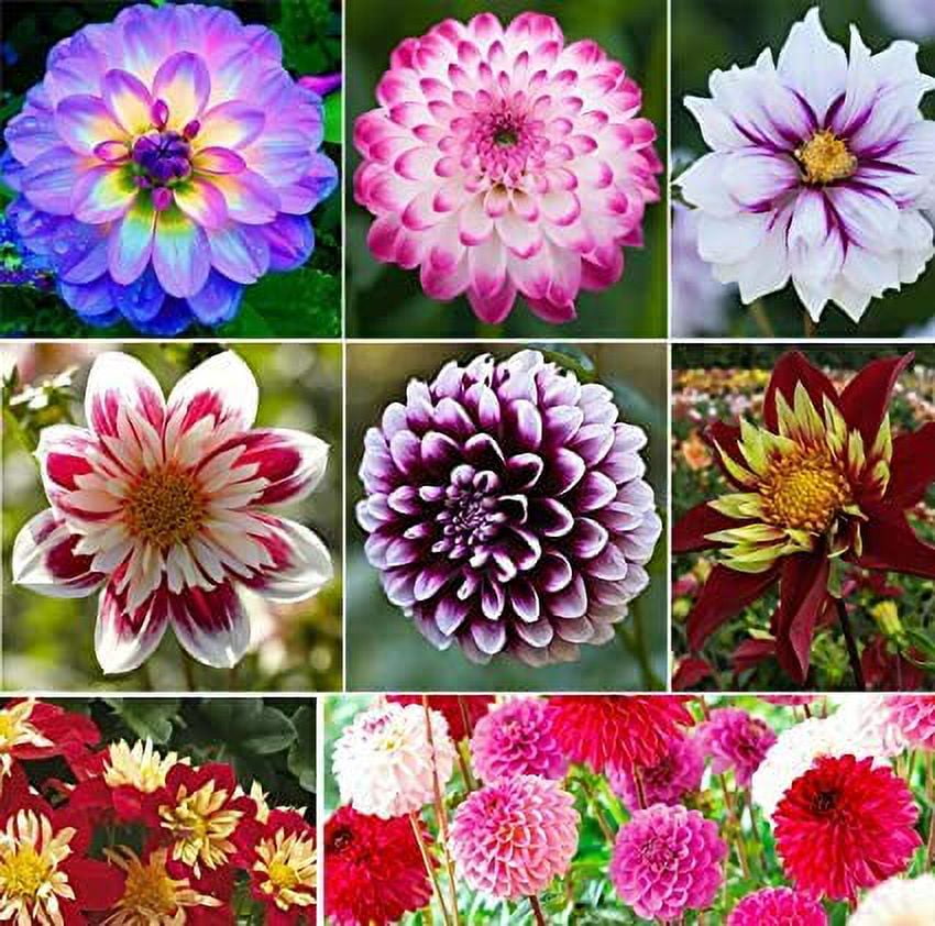 100+ Rare Mix Dahlia Flower Seeds Easy to Grow, Made in USA, Ships