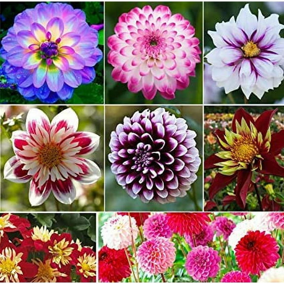 100+ Rare Mix Dahlia Flower Seeds - Easy to Grow, Made in USA, Ships from Iowa. Grow Beautiful Dahlias