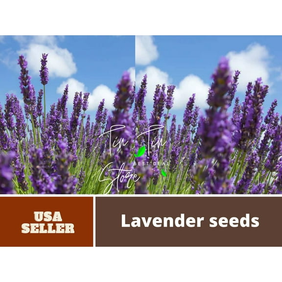 100+ Rare Seeds-Spike Lavender Seeds-#C006-Authentic Seeds-Flowers-Seeds-Rose seeds-Herb seeds-Vegetable Seeds-Mix Seeds for Plant- B3G1