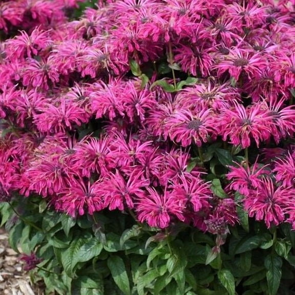 100 Razzleberry Bee Balm Seeds
