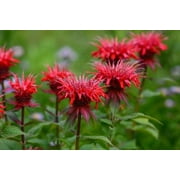 Red Bee Balm Seeds 100 Pack   Monarda Perennial Flower Seeds for Planting Outdoors, Red Pollinator Flowers for Garden Beds, Borders & Wildflower Gardens