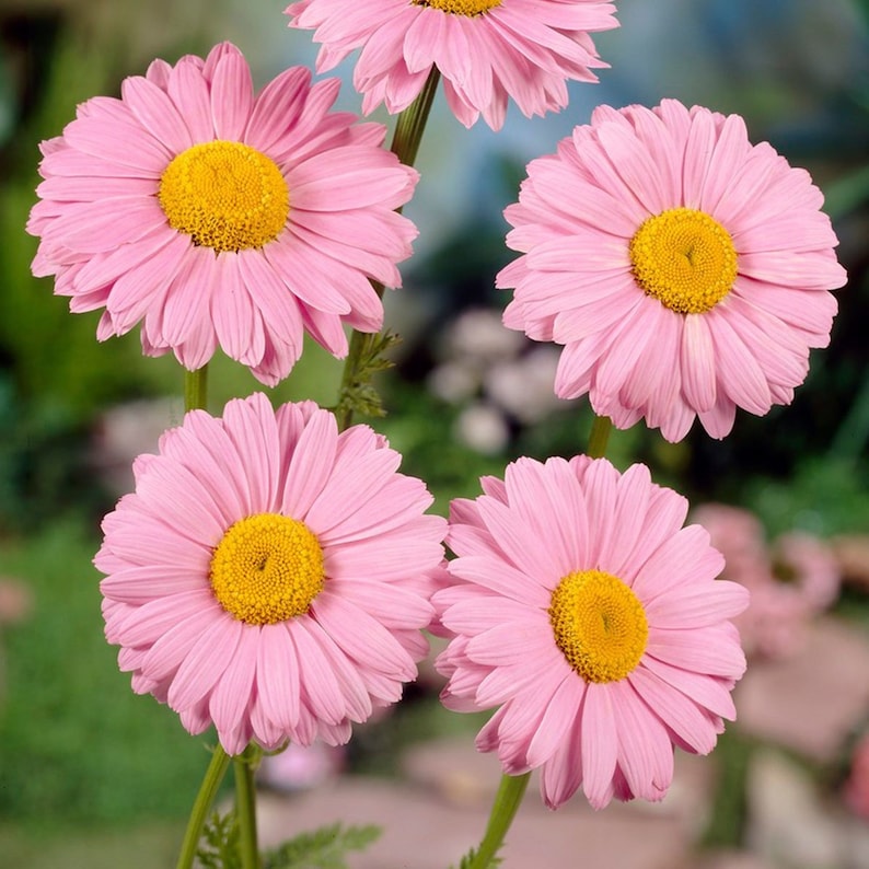 100 Robinson's Rose Seeds Perennial Non Flower Seeds for Gardens