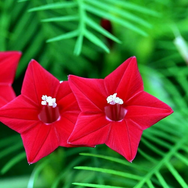 100 STAR GLORY SEEDS Cardinal Creeper Vine Flower Plant Butterflies