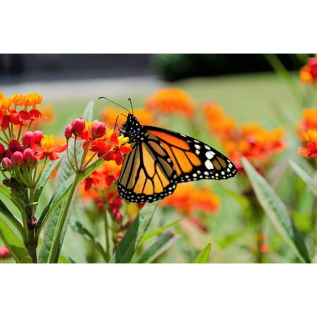 100 SUNSET MILKWEED Asclepias Curassavica Scarlet Blood Flower Red Orange Butterfly Weed Seeds