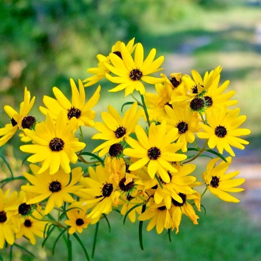 100+SWAMP SUNFLOWER Seeds Perennial Native Wildflower Poor Soils Heat