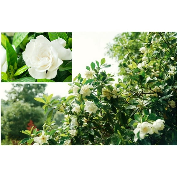 100 Seed Gardenia Jasminiodes Cape Jasmine Fragrant Shrub Bonsai