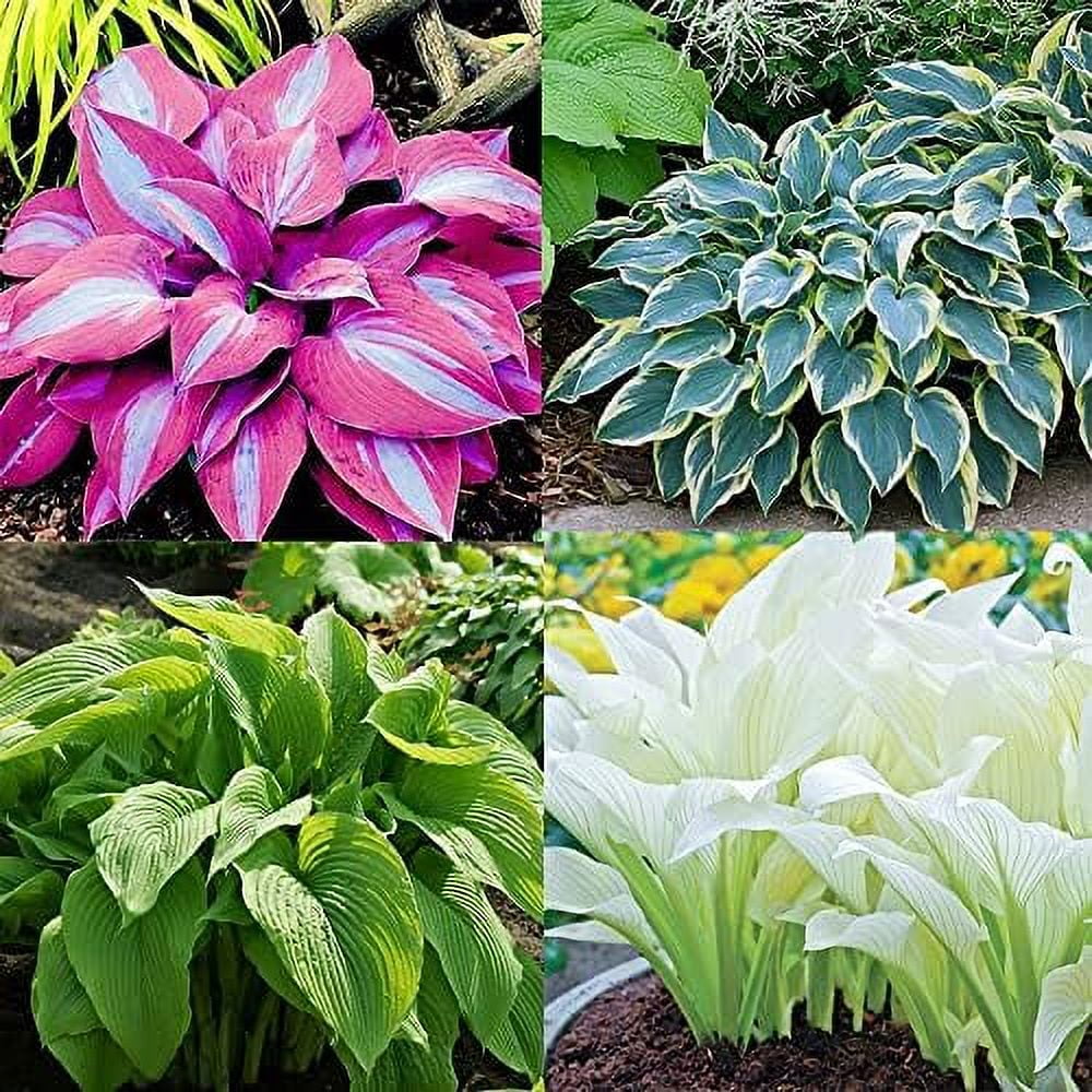 100 Seed Mixed Hosta Seed Plantain Lilies Jardin Perennials Lily Flower