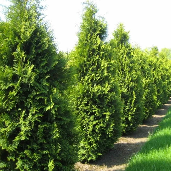 100 Seeds - American Arborvitae Tree Seeds - Giant Thuja Tree, Thuja Occidentalis - White Cedar Seeds for Planting - Swamp Eastern Thuja White Arborvitae Seeds for Home and Garden