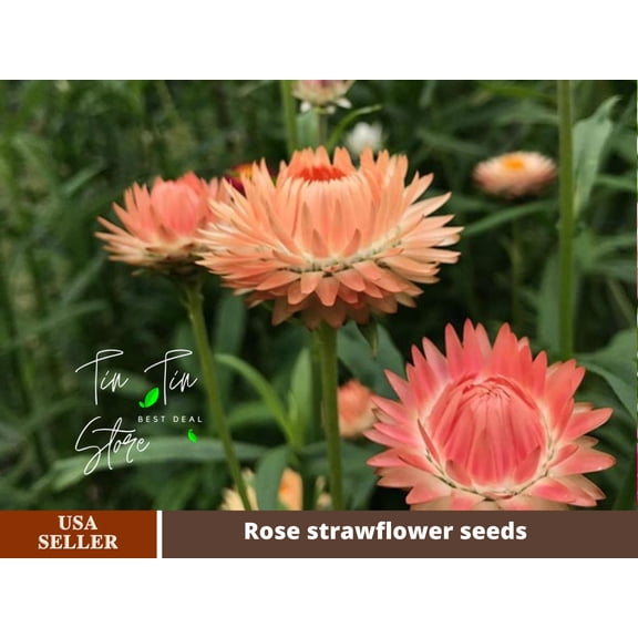 100+ Seeds| Apricot Salmon Rose Strawflower Seeds For Planting In The Garden [BUY 3 GET 1 FREE] #k010