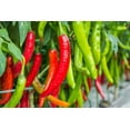 thumbnail image 1 of 100 Seeds BIG JIM PEPPER Green to Red Big 12" Chili Mild Heat Capsicum Annuum Vegetable Seeds, 1 of 6