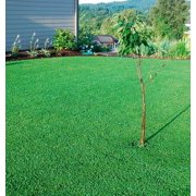 1/4 Pound SeedITSC&nbsp;Perennial Mini Clover Seed Lawn Replacement - Low Growing