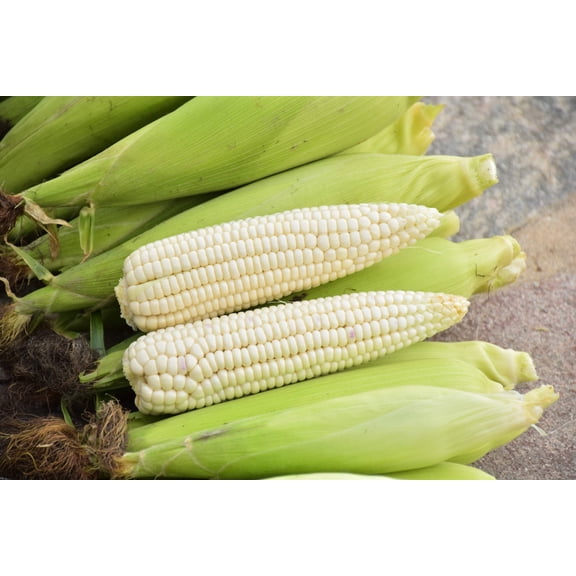 100 Seeds Country GENTLEMAN WHITE CORN Sweet Heirloom Zea Mays Vegetable Seeds