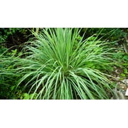 100 Seeds LEMONGRASS East Indian Lemon Grass Fragrant Edible Cymbopogon Seeds