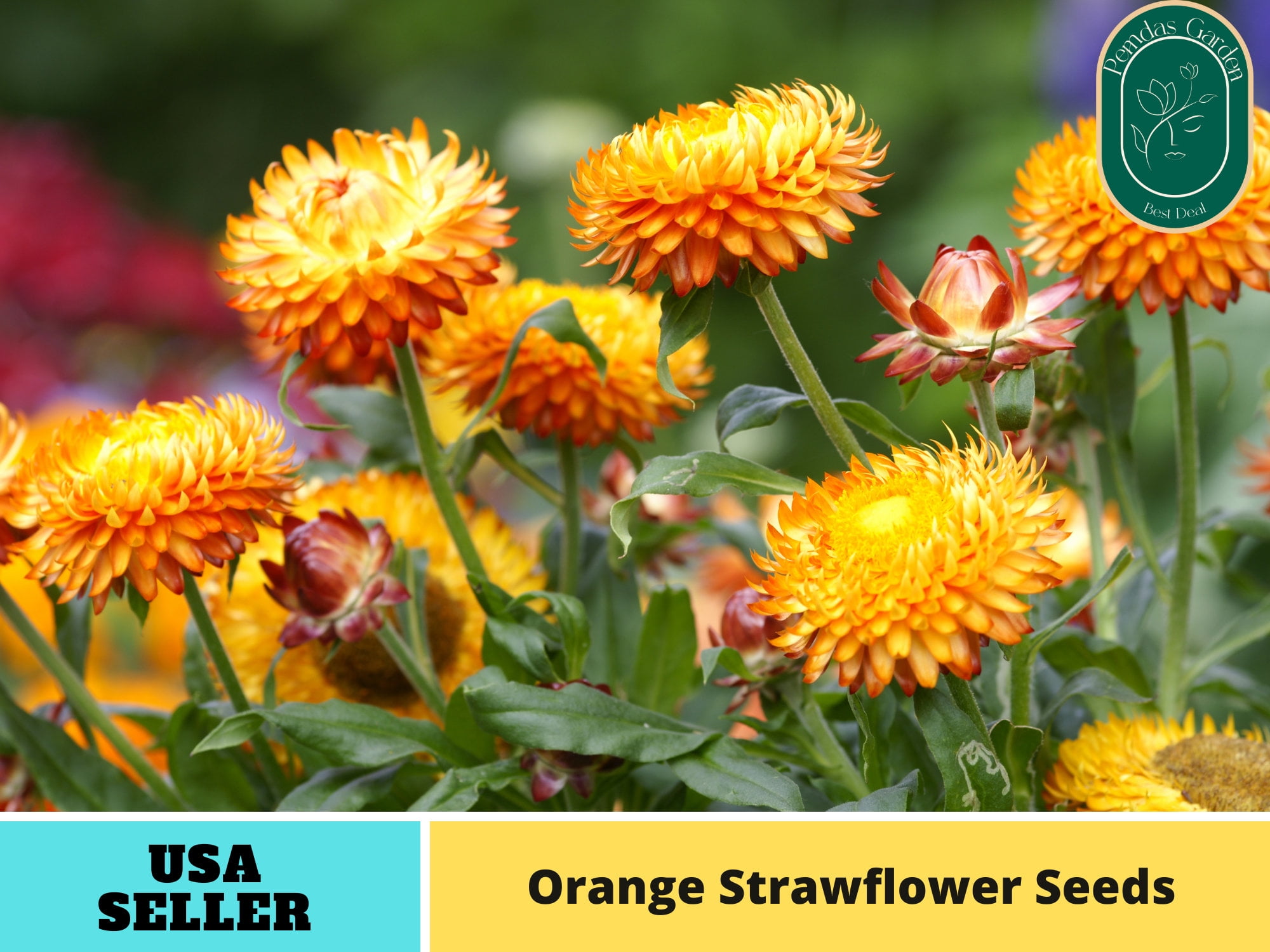 midwest wildflower seed mix Midwest Wildflower Mix 1/2 Acre (5 lb Bag)