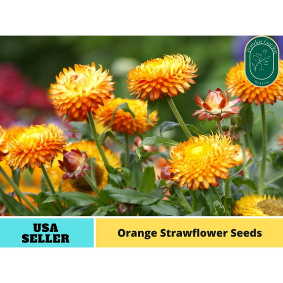 100 Seeds| Orange Strawflower - Authentic Seeds - Perennial~ non GMO ~~Flower seeds ~ Asian Garden~ Herbs B5G1- #k013