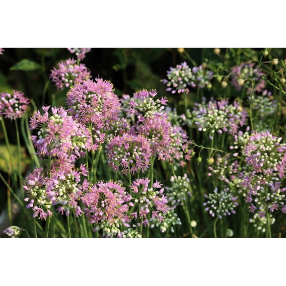 100 Seeds PRAIRIE ALLIUM Stellatum Prairie Onion Pink Flower Seeds