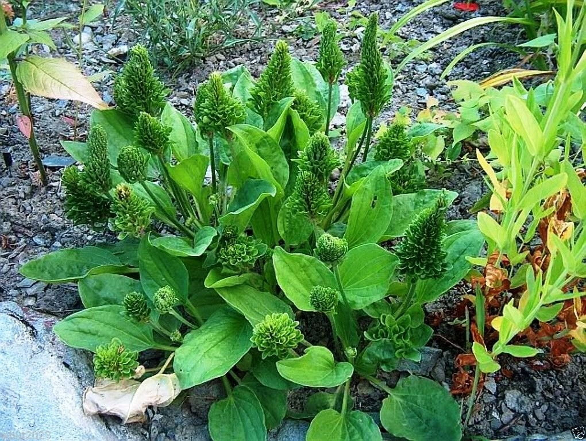 100 Seeds Plantago Major Seeds- Rubrifolia-use MVR1 As Vegetable, Wound ...