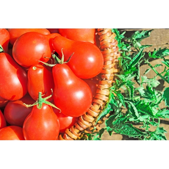 100 Seeds RED PEAR TOMATO Lycopersicon Heirloom Indeterminate Fruit Vegetable Seeds
