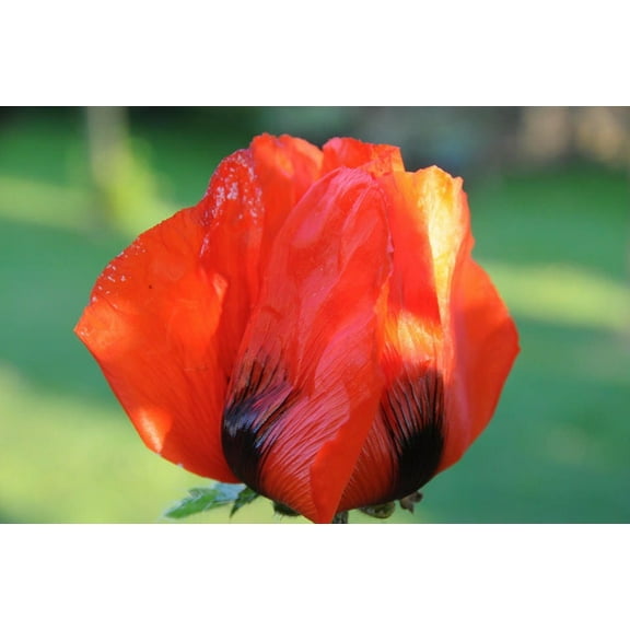 100 Seeds RED TULIP POPPY Papaver Glaucum Flower Seeds