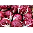 thumbnail image 1 of 100 Seeds ROSSA Di VERONA RADICCHIO Endive Italian Cichorium Intybus Vegetable, 1 of 11