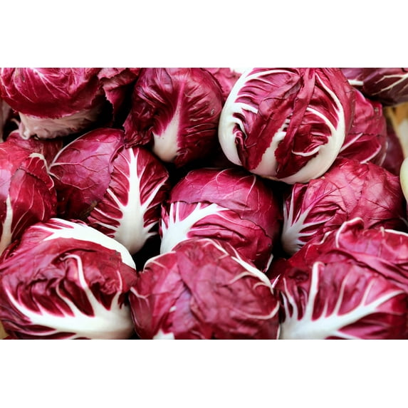 100 Seeds ROSSA Di VERONA RADICCHIO Endive Italian Cichorium Intybus Vegetable