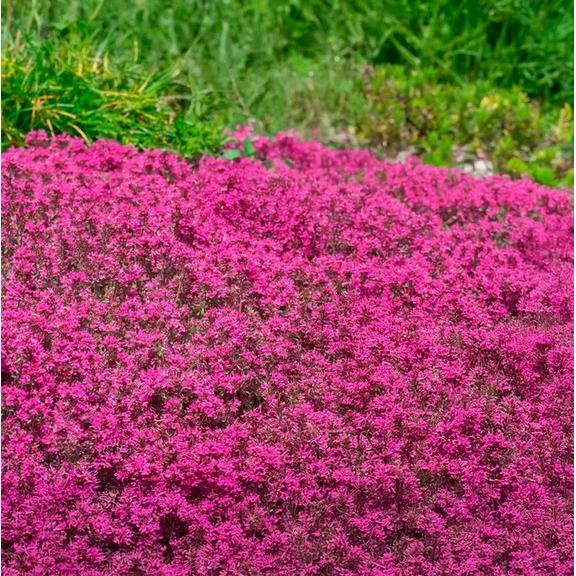 100 Seeds Red Creeping Thyme Seeds for Planting, Perennial Ground Cover Seeds, Easy To Grow