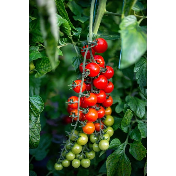 100 Seeds Red SWEETIE CHERRY TOMATO Super Sweet 1" Lycopersicon Fruit Vegetable Seeds