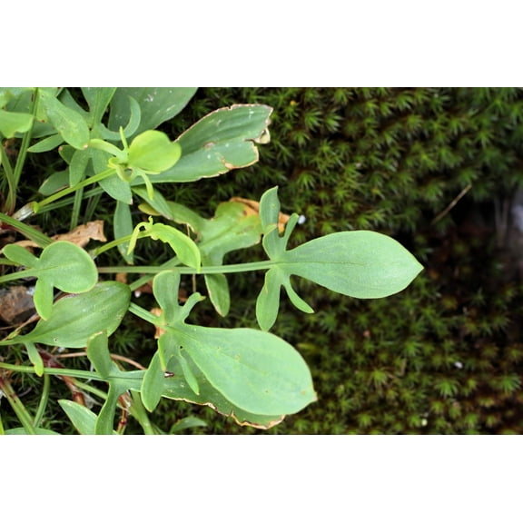 100 Seeds SHEEP SORREL Rumex Acetosella Red Field Sorrel Sour Weed Herb Flower Seeds