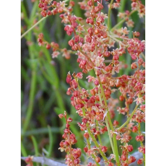 100 Seeds SHEEP SORREL Rumex Acetosella Red Field Sorrel Sour Weed Herb Flower Seeds