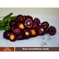 thumbnail image 1 of 100 Seeds-Strawflower Seeds-Purple Red-#K003-Authentic Seeds-Flowers-Seeds-Rose seeds-Herb seeds-Vegetable Seeds-Mix Seeds for Plant- B3G1, 1 of 5