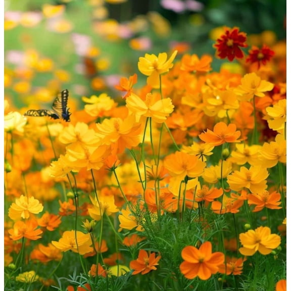100 Seeds Sulphur Bright Lights Mix Cosmos Seeds for Planting, Vibrant Orange-Yellow and Red Blooms, Easy to Grow Groundcover for Garden