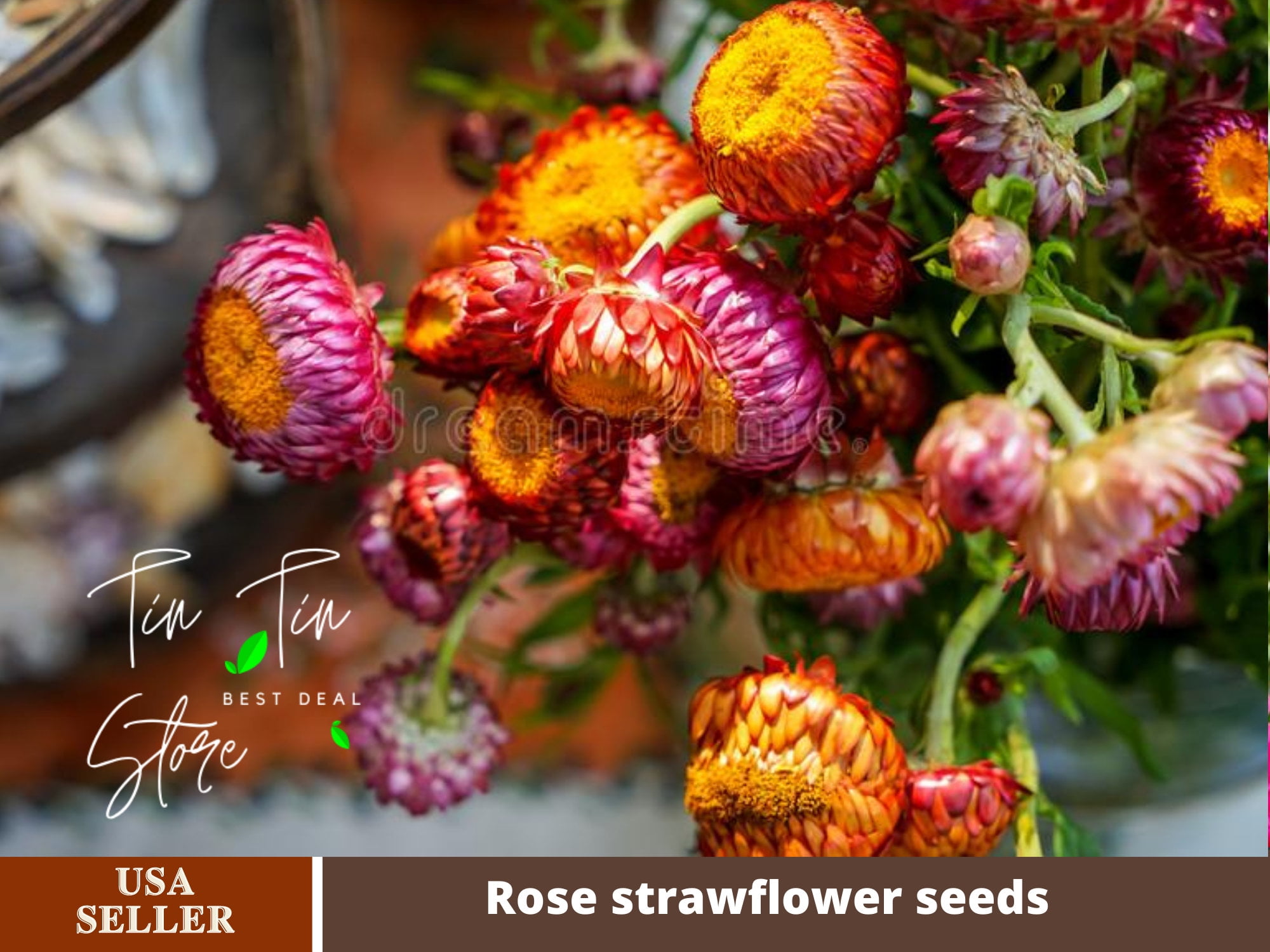 100+ Seeds Sultane Strawflower Mix Seeds For Planting In The Garden