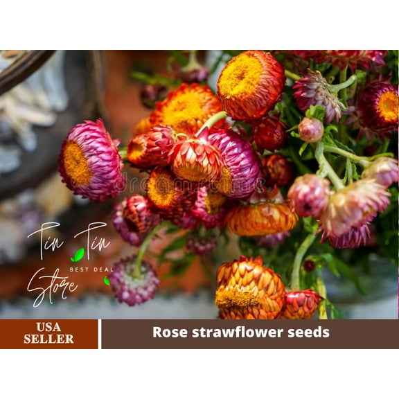 100+ Seeds| Sultane Strawflower Mix Seeds For Planting In The Garden [BUY 3 GET 1 FREE] #k012